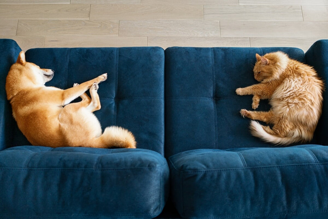 Qué tipo de sofá es mejor para casas con mascotas